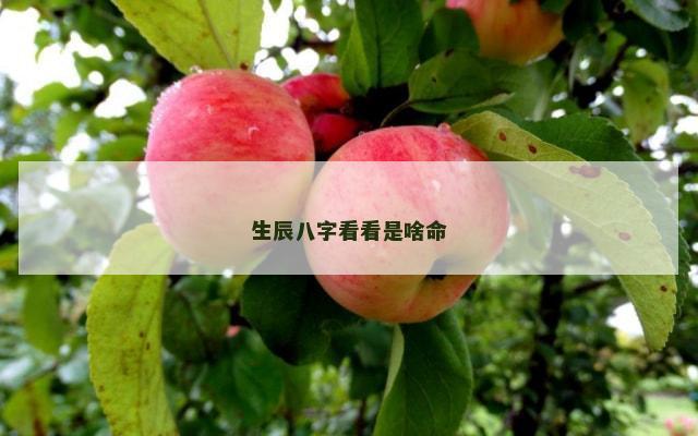 生辰八字看看是啥命