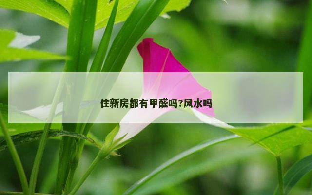 住新房都有甲醛吗?风水吗