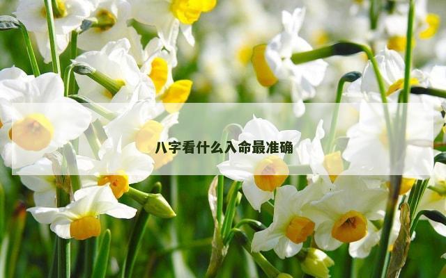 八字看什么入命最准确