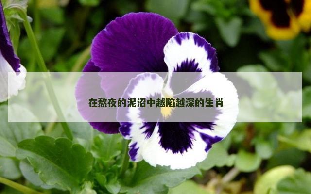 在熬夜的泥沼中越陷越深的生肖