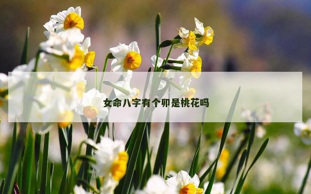 女命八字有个卯是桃花吗