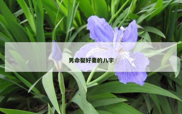 男命娶好妻的八字