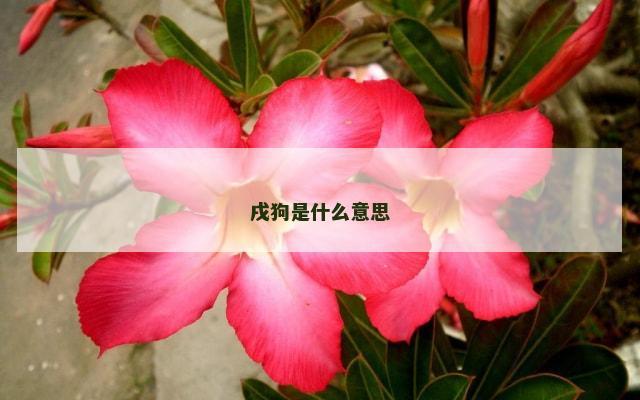戌狗是什么意思