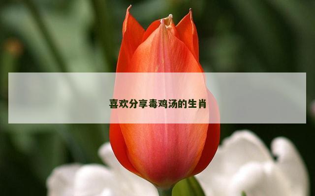 喜欢分享毒鸡汤的生肖