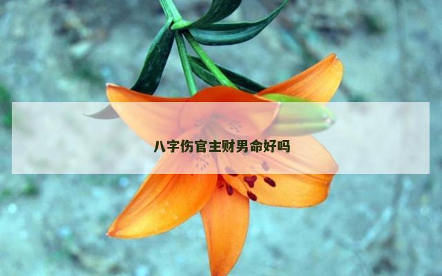 八字伤官主财男命好吗