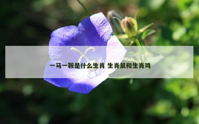 一马一鞍是什么生肖 生肖鼠和生肖鸡
