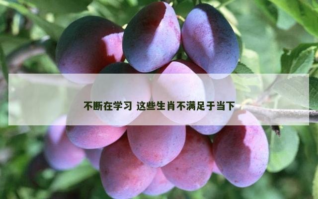 不断在学习 这些生肖不满足于当下