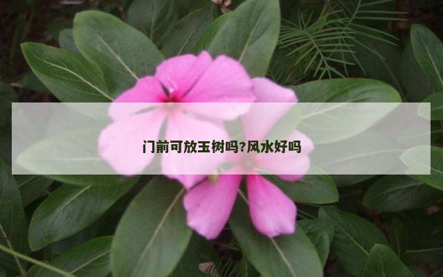 门前可放玉树吗?风水好吗