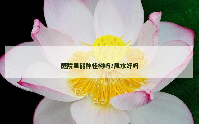 庭院里能种桂树吗?风水好吗