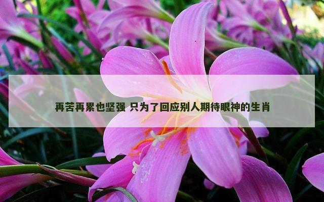 再苦再累也坚强 只为了回应别人期待眼神的生肖