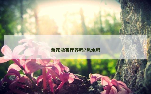 菊花能客厅养吗?风水吗