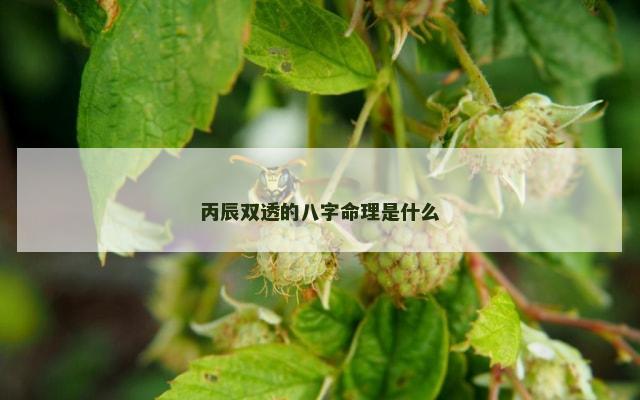 丙辰双透的八字命理是什么