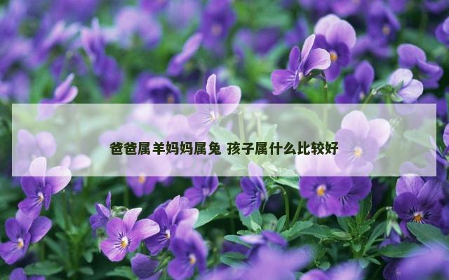 爸爸属羊妈妈属兔 孩子属什么比较好