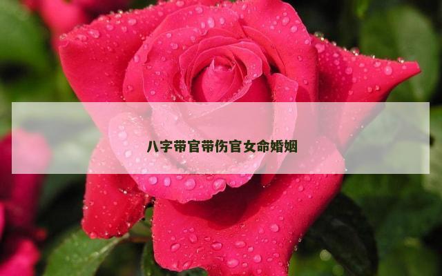 八字带官带伤官女命婚姻