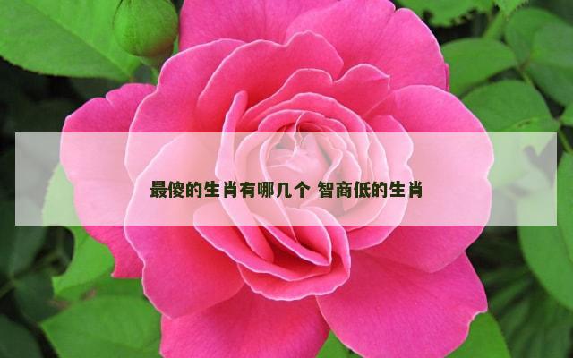 最傻的生肖有哪几个 智商低的生肖