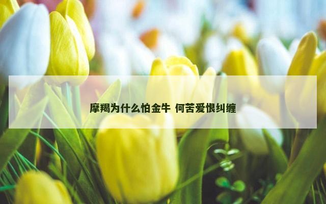 摩羯为什么怕金牛 何苦爱恨纠缠