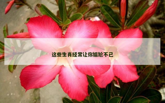 这些生肖经常让你尴尬不已