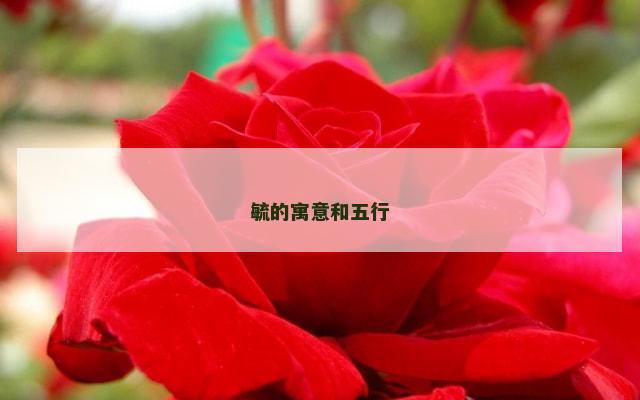 毓的寓意和五行