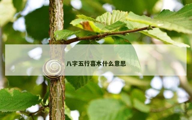 八字五行喜木什么意思