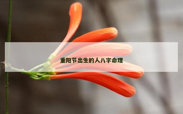 重阳节出生的人八字命理