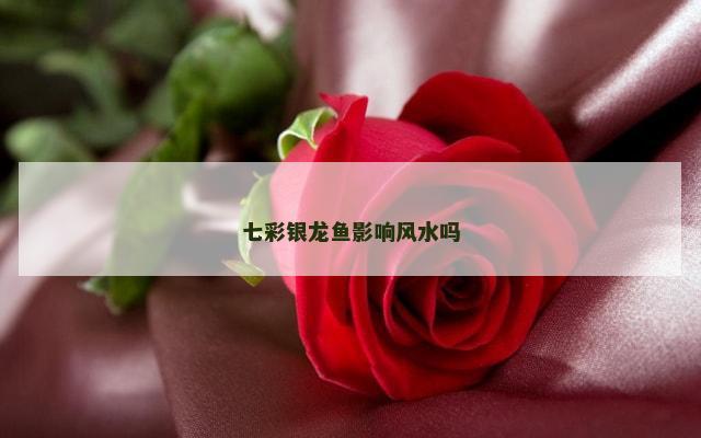七彩银龙鱼影响风水吗