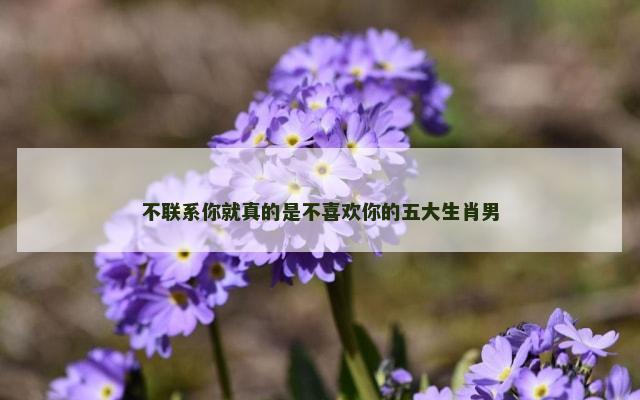 不联系你就真的是不喜欢你的五大生肖男