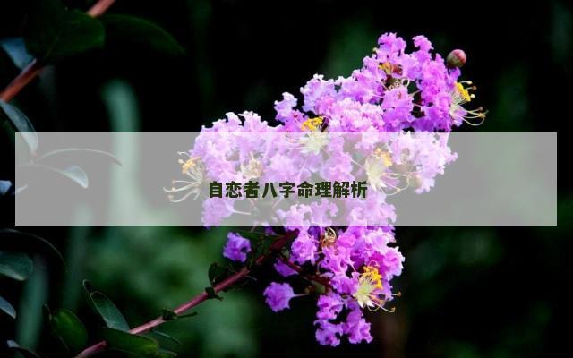 自恋者八字命理解析