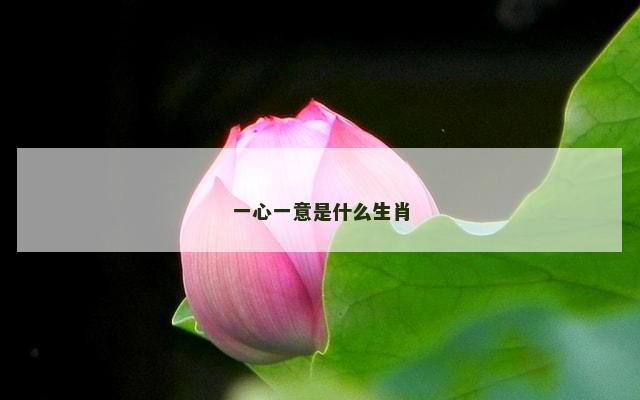 一心一意是什么生肖