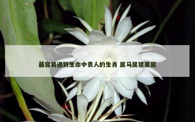 最容易遇到生命中贵人的生肖 属马属猪属鼠