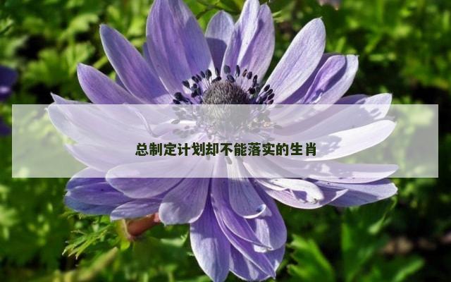 总制定计划却不能落实的生肖