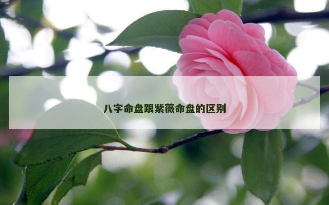 八字命盘跟紫薇命盘的区别