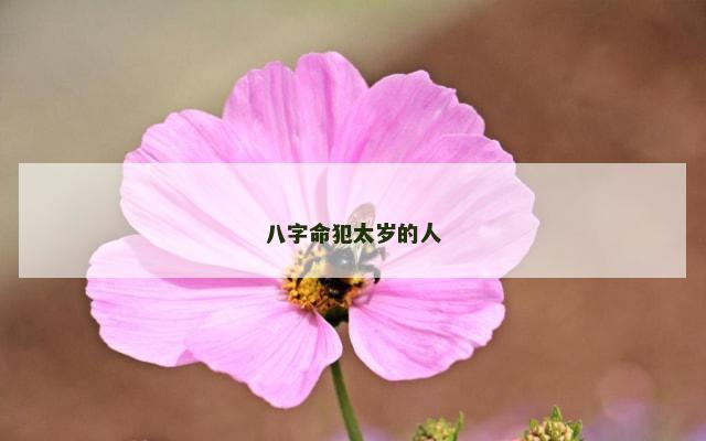 八字命犯太岁的人
