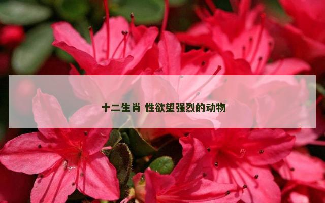 十二生肖 性欲望强烈的动物