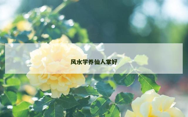 风水学养仙人掌好