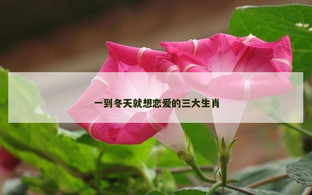 一到冬天就想恋爱的三大生肖