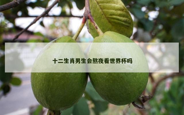 十二生肖男生会熬夜看世界杯吗
