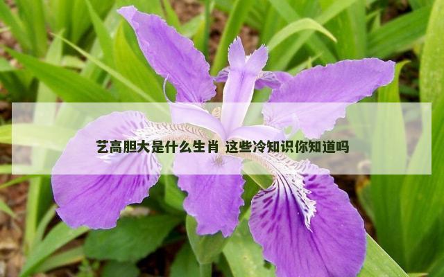 艺高胆大是什么生肖 这些冷知识你知道吗