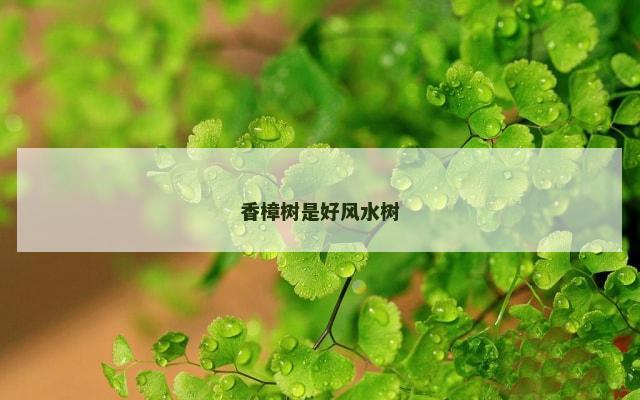 香樟树是好风水树