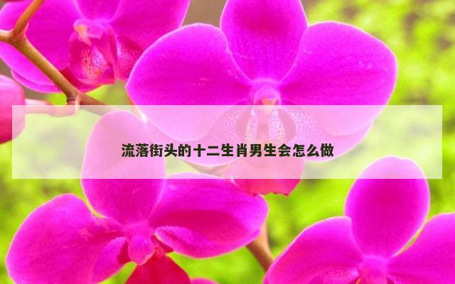 流落街头的十二生肖男生会怎么做