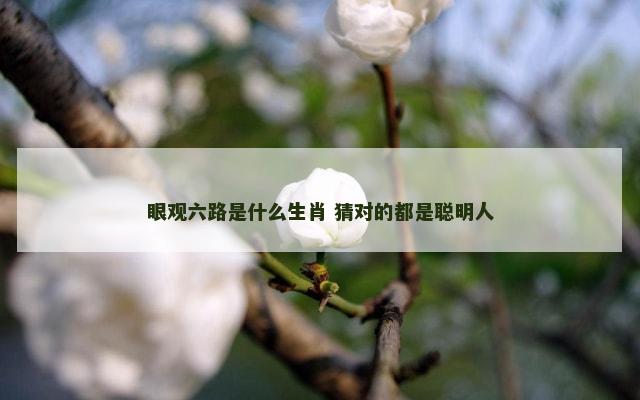 眼观六路是什么生肖 猜对的都是聪明人