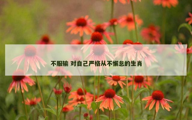 不服输 对自己严格从不懈怠的生肖