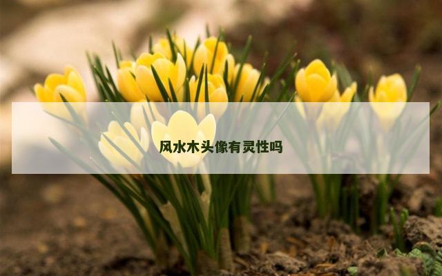 风水木头像有灵性吗