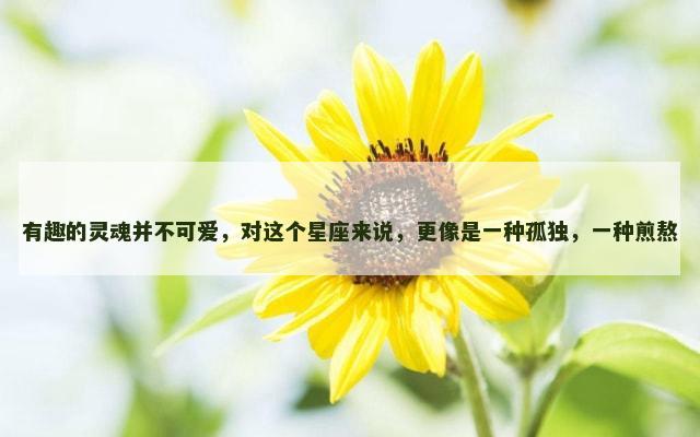 有趣的灵魂并不可爱，对这个星座来说，更像是一种孤独，一种煎熬