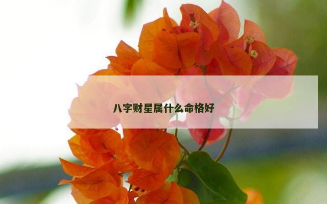 八字财星属什么命格好