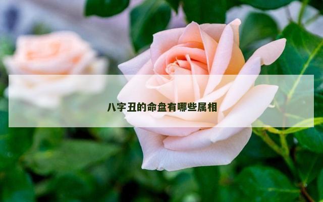八字丑的命盘有哪些属相