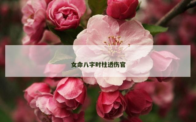 女命八字时柱透伤官