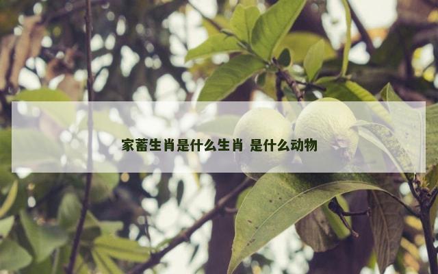 家蓄生肖是什么生肖 是什么动物