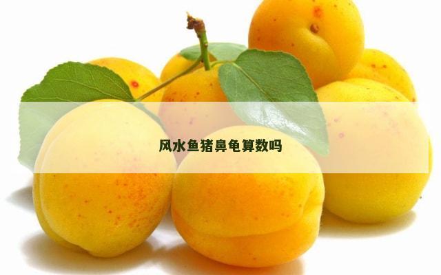 风水鱼猪鼻龟算数吗