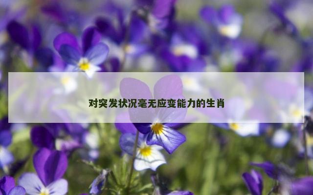 对突发状况毫无应变能力的生肖