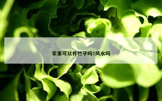 家里可以养竹子吗?风水吗